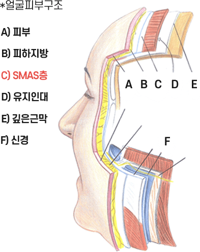 얼굴피부구조